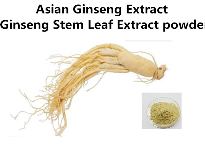 Cheap High Standard  Pure Asian Ginseng Extract Powder , Stem & Leaf Ginseng Root Extract wholesale