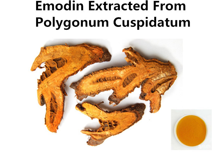 Cheap Natural Emodin Root Plant Extract Powder From Polygonum Cuspidatum As Laxative wholesale