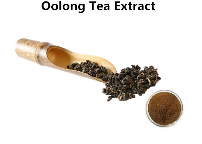 Cheap Oolong Tea Extract Losing Weight Ant I- Aging, 30% Polyphenols Natural Herbal Extracts wholesale