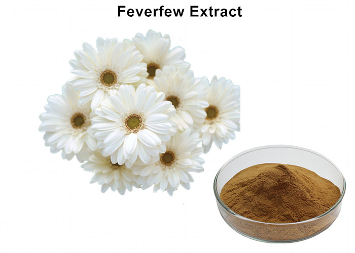 Cheap Feverfew Plant Extract Powder 0.3% - 0.8% Parthenolide Curing Fever Anti - Tumor wholesale