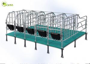 Cheap Swine Farm Galvanized Pipe Pig Gestation Stalls / Pregnant Swine Gestation Crates wholesale