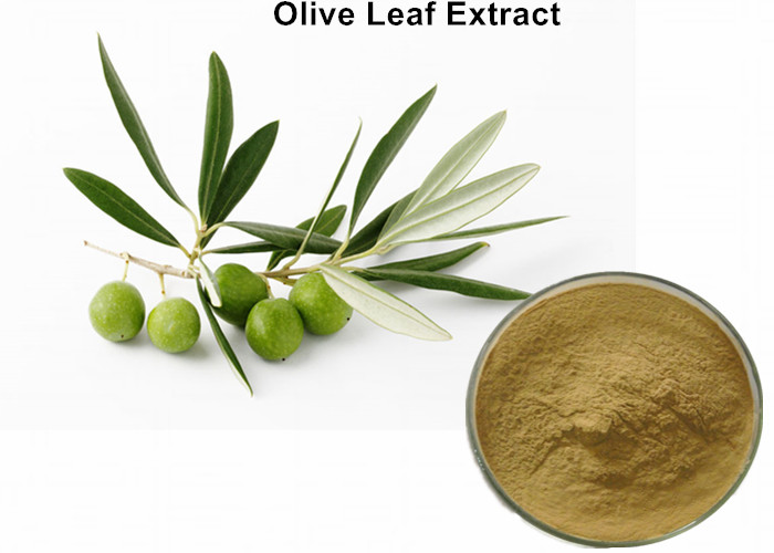 Cheap Natural Olive Leaf Extract For Kids , Organic Olive Leaf Extract Blood Pressure wholesale