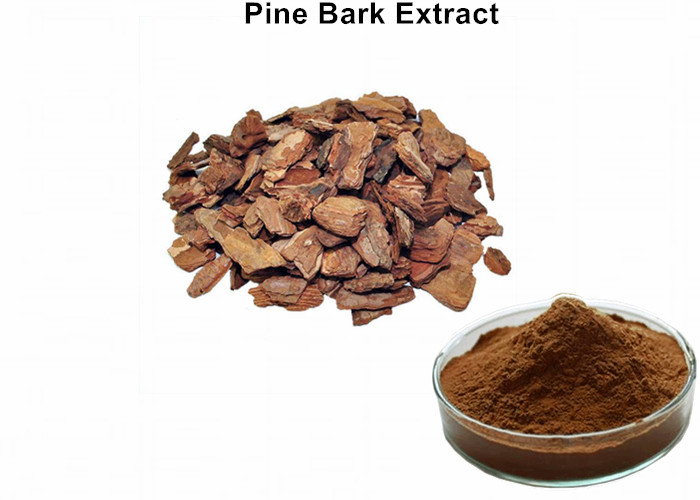 Cheap 95% Proanthocyanidins Anthocyanin Extract Powder Pine Bark Extract Preventing Angiocardiopathy wholesale