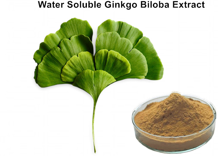 Cheap Water Soluble Ginkgo Biloba Leaf Extract Powder Solubility 5g / 100ml For Beverage wholesale