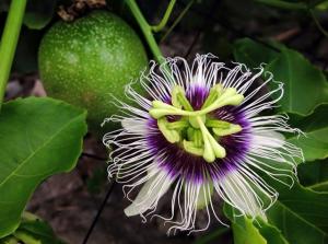 Cheap 4% Flavonoids Passion Flower Extract For Anxiety UV Treating Insomnia wholesale