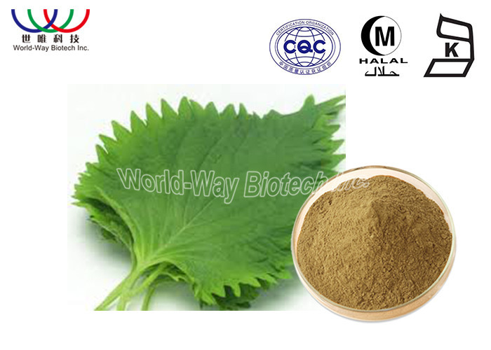 China Skin Whitening Morus Alba Extract 1% - 5% DNJ 20% Flavonoids For Lowering Blood Pressure on sale