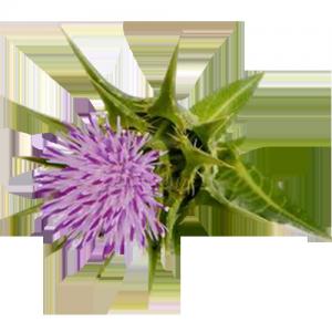 Cheap Light - Yellow Milk Thistle Plant Extract Powder Silymarin For Liver Protection wholesale