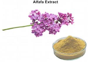 Cheap Alfafa Plant Extract Powder 5% Flavonoids UV Lowering Blood Fat Chloresterol And Diuretic wholesale