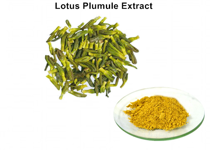 Cheap Lotus Plumule Natural Plant Extracts 0.6% Liensinine Lowering Blood Pressure wholesale