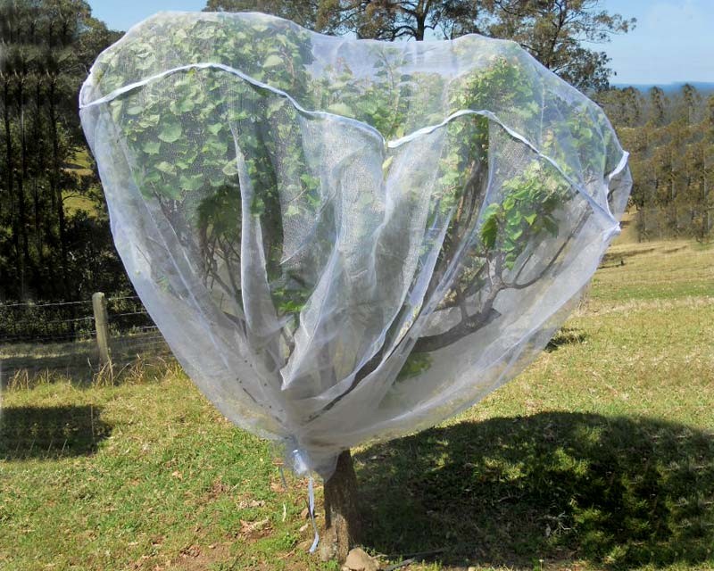 China Fruit Tree Net, 20-50mesh,0.5-6.0m,green and white,protect the trees,Agricultural Plastic Products on sale