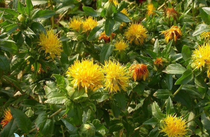 Cheap Safflower Natural Plant Extracts 4% Powder Carthamin Preventing Atherosclerosis wholesale