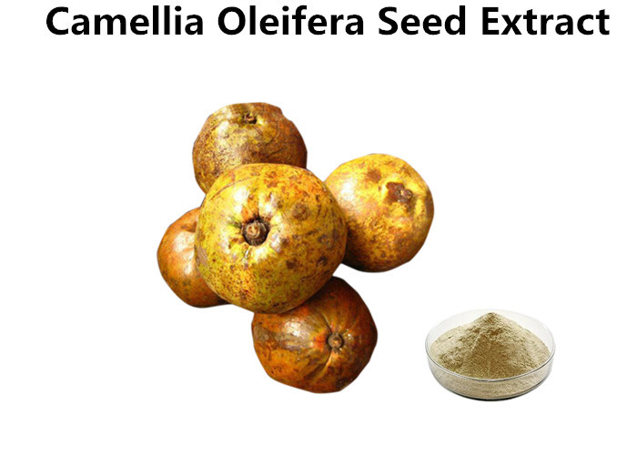 Cheap Light Yellow Camellia Oleifera Leaf Extract Powder , Food Grade Tea Saponin Powder wholesale