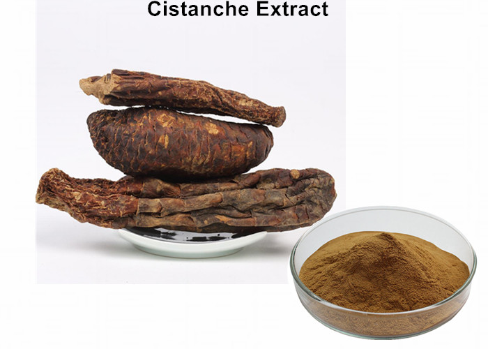 Cheap Nourishing Kidneys Cistanche Salsa Extract , Cistanche Tubulosa Extract Powder 10% Flavonoids  Improve Sexual wholesale