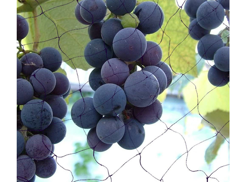 China Vineyard Bird Netting, Bird Netting to Protect Grapes on sale
