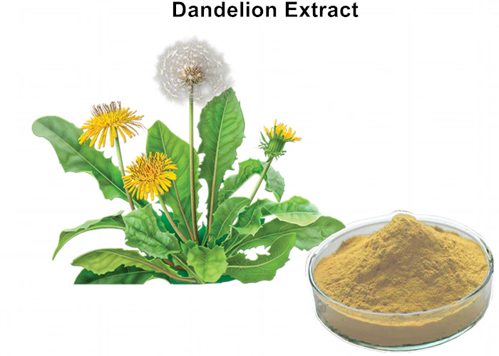 Cheap 4% Flavonoids Organic Dandelion Root Extract , Dandelion Leaf Extract Anti - Inflammatory And Antiviral wholesale