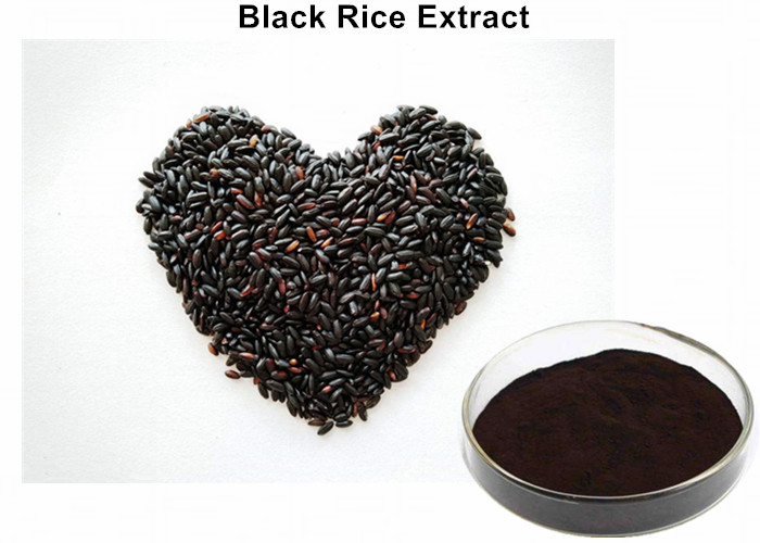 Cheap Healthy Anti - Aging Black Rice Extract, Black Currant Extract Tonifying Kidney wholesale