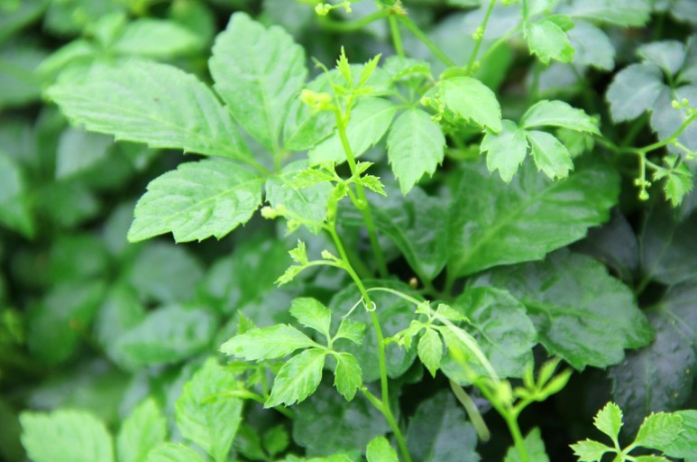 Cheap Anti - Cancer Gynostemma Pentaphyllum Leaf Extract , Gynostemma Extract Powder Anti - Aging wholesale