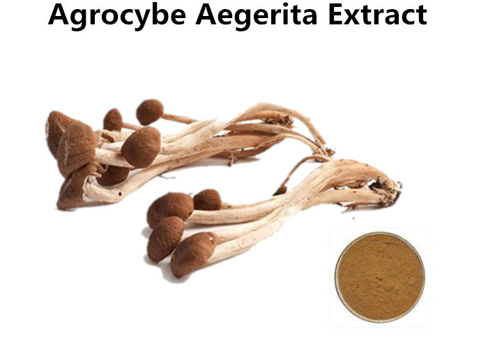 Cheap Organic Agrocybe Mushroom Extract Powder Anti - Aging, Medicinal Mushroom Extract Powder Cancer Treatment wholesale