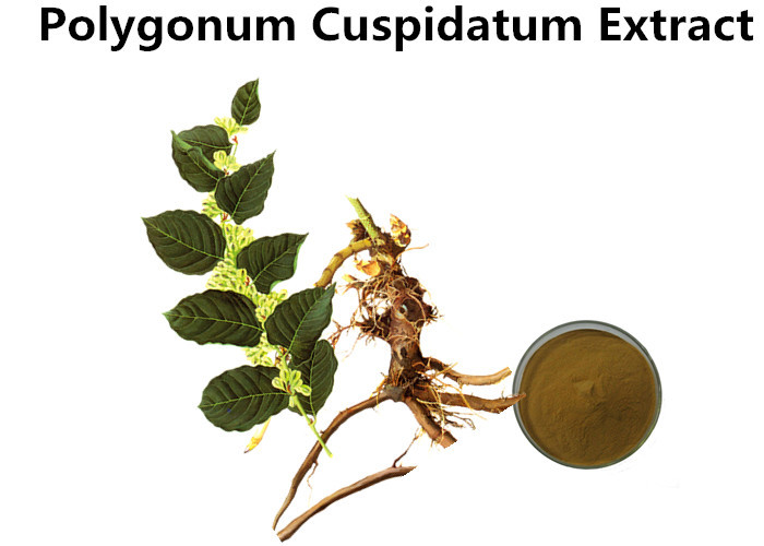 Cheap 50% Trans - Resveratrol Natural Plant Extracts Polygonum Cuspidatum Extract Powder wholesale