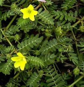 Cheap Tribulus Terrestris Natural Plant Extracts 40% - 90% Saponins For Cardiotonic wholesale