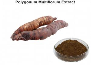 Cheap Polygonum Multiflorum Natural Plant Extracts With 5% Total Anthraquinones wholesale