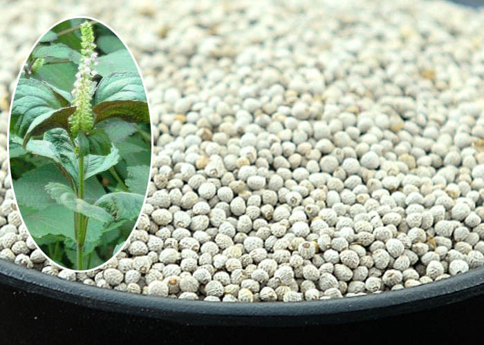 Cheap Natural Cultivation Small Bird Food Perilla Seed Protecting Cardiovascular System wholesale