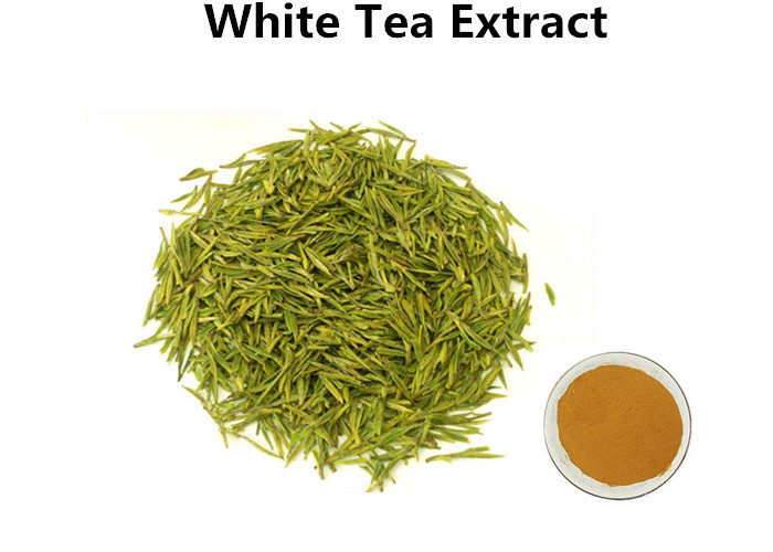 Cheap White Tea Leaf Extract Treating Measles, 30% Polyphenols White Tea Extract For Skin wholesale