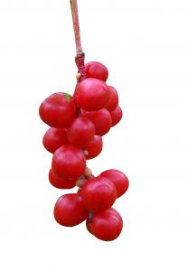 Cheap Enhance Liver Detoxification Fruit Extract Powder 9% Schizandrins Schisandra Extract wholesale