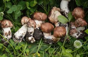 Cheap Agaricus Blazei Extract Promoting Hematopoiesis , Ji / Pine Medicinal Mushroom Powder wholesale