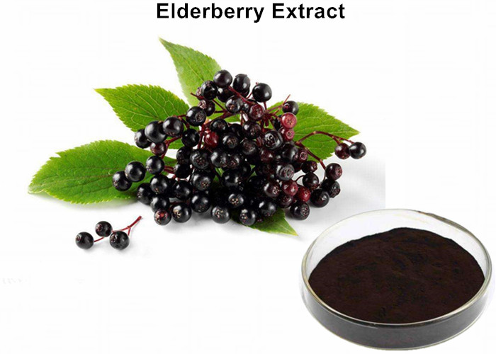 Cheap Elderberry Fruit Anthocyanin Extract Powder 25% Anthocyanins UV Diuretic And Stop Bleeding wholesale