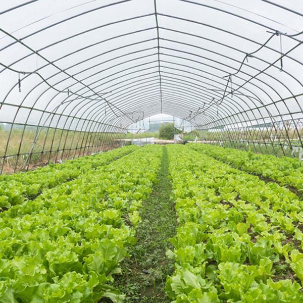 Agricultural Plastic Film Greenhouse Large Size High Latitude Area Ecological