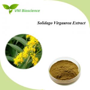 China Natural Solidago Virgaurea Extract Used To Treat Rheumatic Illness on sale