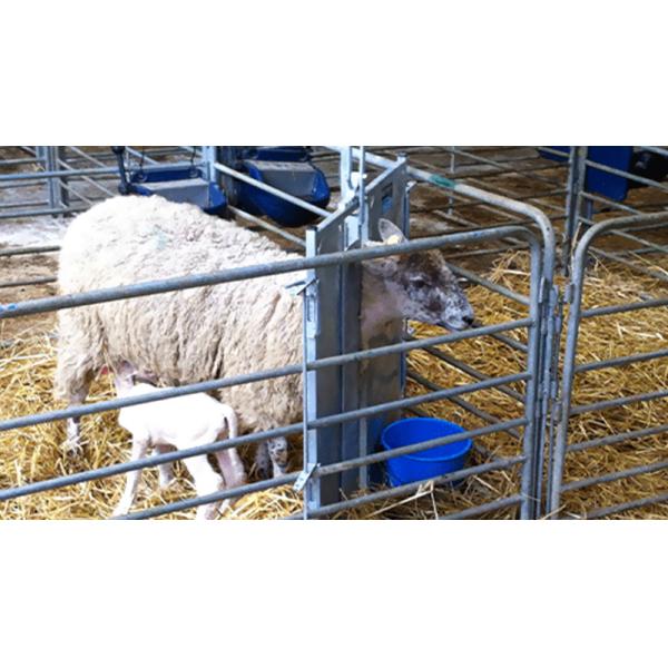 Aluminum Alloy Window Prefab Steel Construction Agricultural Building for Cattle Barn