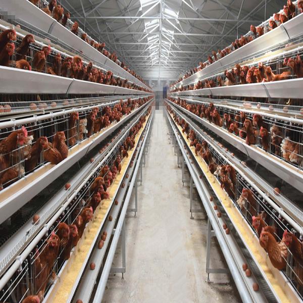 H Type Automatic Poultry Chicken Layer Cage for for kenya Farms