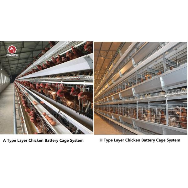 10000 Egg Layer Battery Chicken Cage Equipment Q235 Steel Material SONCAP Listed