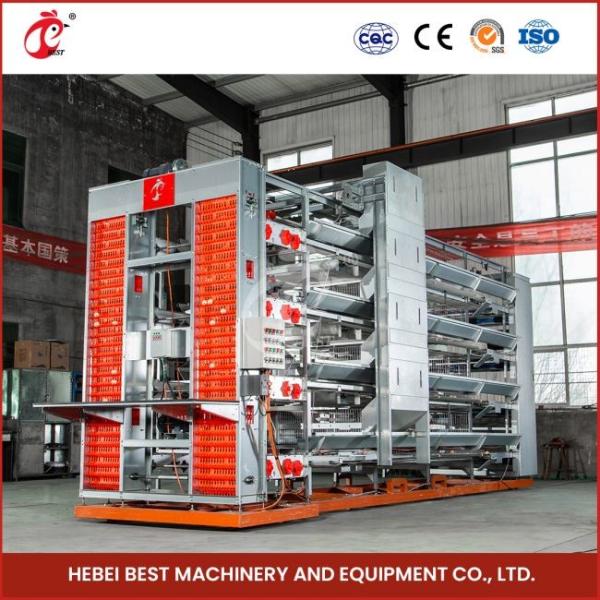 Automatic Feeder Chicken Layer Cages Automatic Manure Belt System Sandy