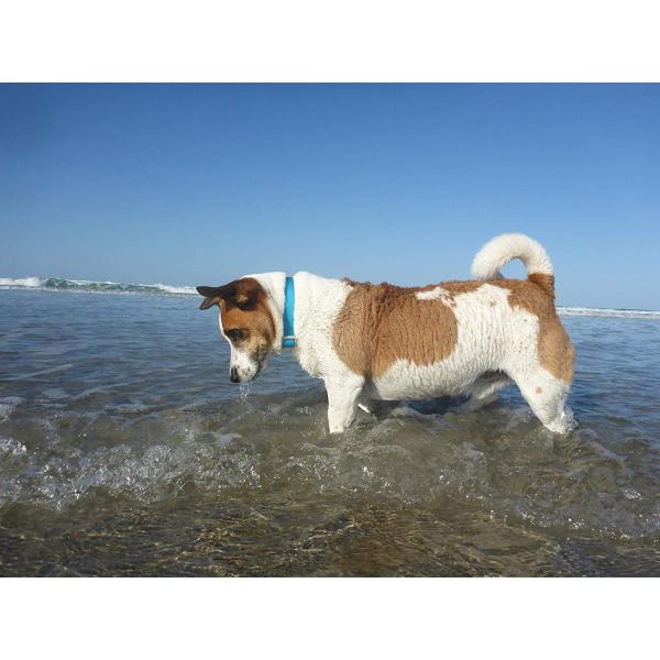 Easy Cleaning Waterproof Dog Collars 8.5 x 1.2 x 2 Inches Skin Friendly