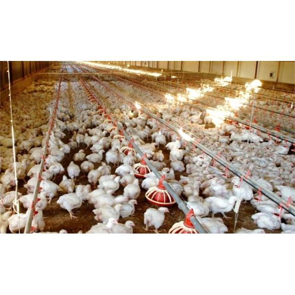 Auto Pan Feeder Steel Broiler Poultry Equipment