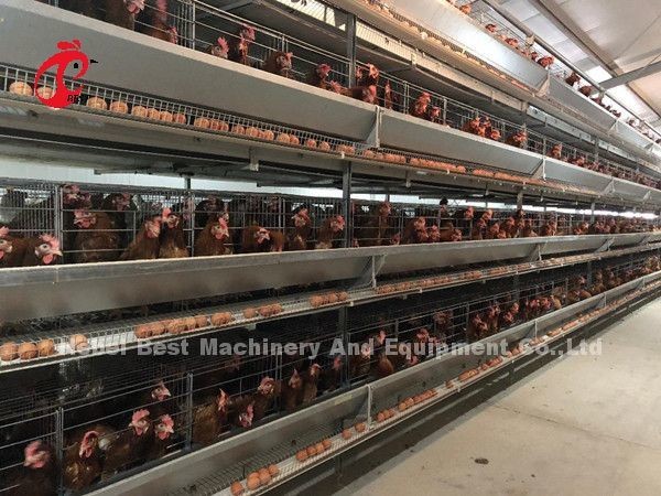 16 Weeks Egg Laying Hen A Or H Frame Automated Layer Cages 15000 Birds Emily