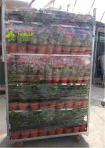 Cheap Flower CC Racks Danish Trolley / CC Container Shelves 40*48*72 Inch wholesale