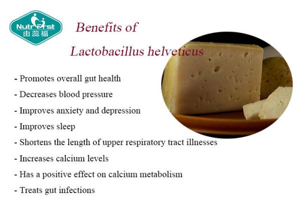 Effective Probiotics strain Lactobacillus Helveticus Powder for Improve Depression and Blood Pressure