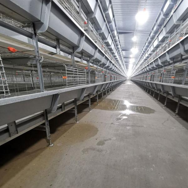 Baby Chicks Broiler Chicken Cage For Chicken Farm