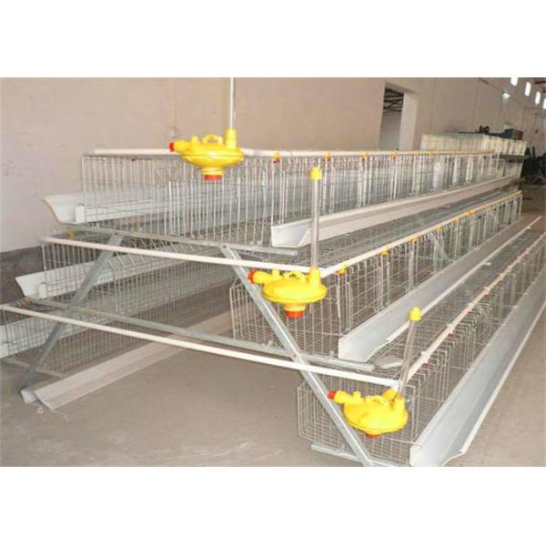 A Frame Egg Layer Chicken Cage 75kg Available For 96 Birds