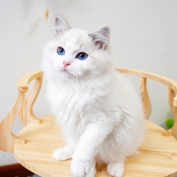 Eco Friendly Wood Scratching Cat Climbing Tree Tower Cat Photo Table L Size 72cm M 62cm