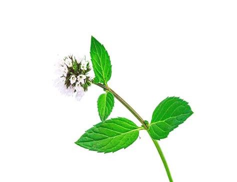 Nonwoven Mint Fragrance Adult Wet Wipes With Cucumber Juice