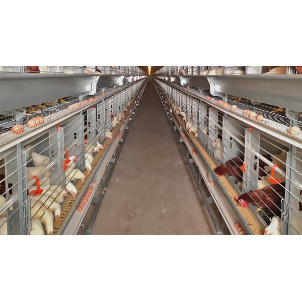 Galvanized A Type Chicken Cages Layer Poultry with ISO9001 2008/CE/BV Certification