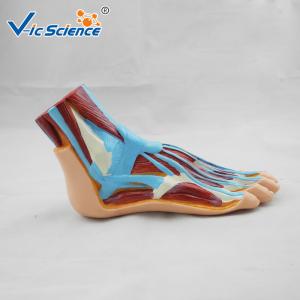 China Hospital School Teaching Foot 55x35x33cm Human Anatomical Model on sale