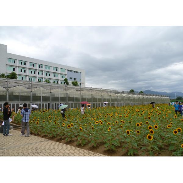 UV Resistant, Temperature-Regulated PC Greenhouse With Large Ventilation Areas - Perfect For High Value Plants