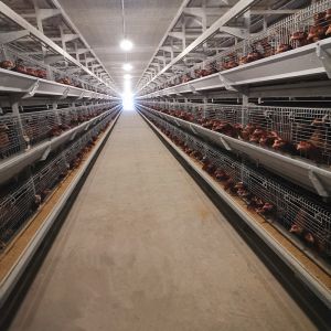 Cheap 380/220V Layer Farming Cage , Q235 Chicken Laying Eggs Cage wholesale