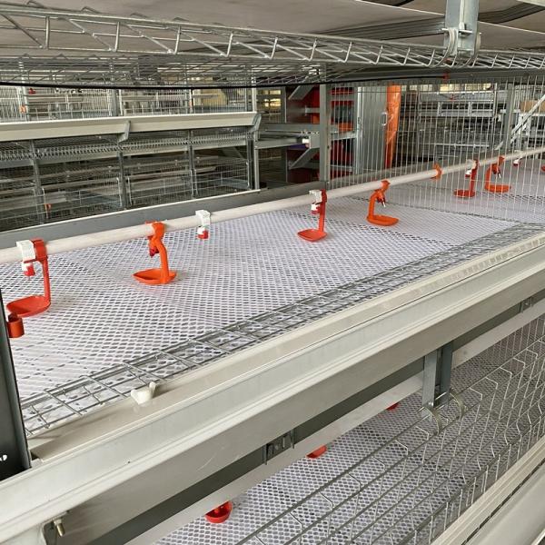 Poultry Farming Equipment Hot Galvanized H Type Automatic System Battery Broiler Chicken Cage